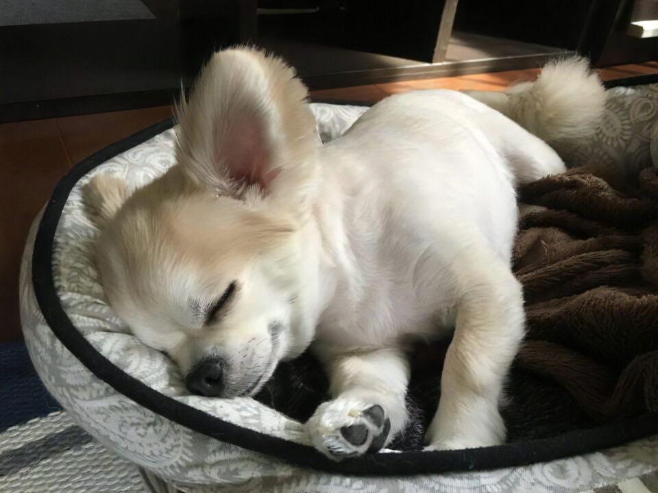 犬用ベッドで眠る白いチワワ