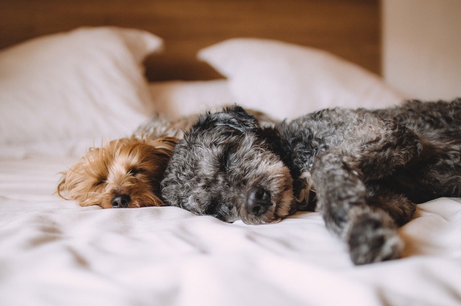ベットで眠る、平均睡眠時間が長い犬
