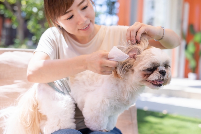 犬の耳掃除に綿棒はng 病気予防には中を洗うのが効果的だけど ナノワン