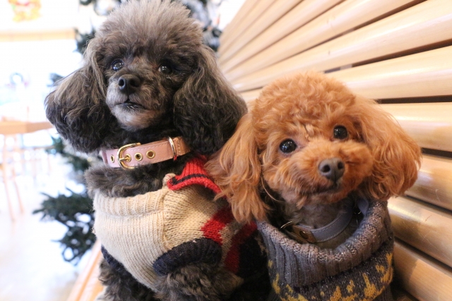 愛犬のための冬支度｜腸の温度が高い犬は寒くても体調を崩しません