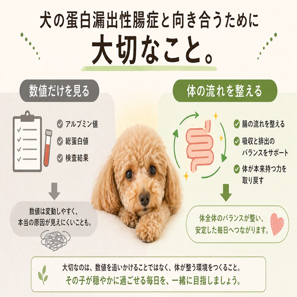 【犬の蛋白漏出性腸症の改善】は腸を温める食事が改善の鍵となる