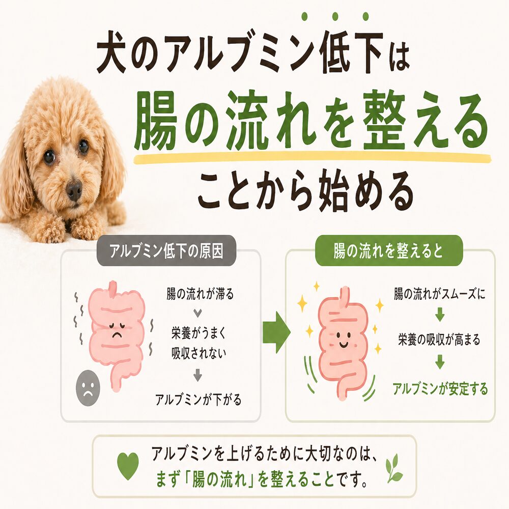 犬のアルブミン低下は腸の流れを整えることから始まる