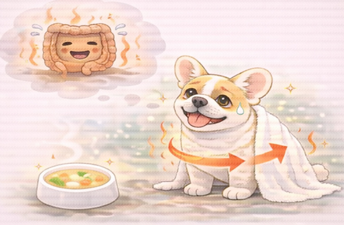 【 犬のサプリ 】サプリメントの前に腸を温めるべき理由