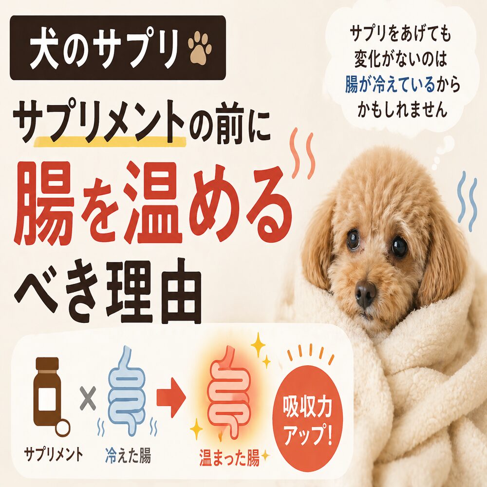 【 犬のサプリ 】サプリメントの前に腸を温めるべき理由